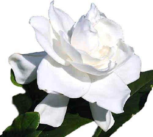 Summer Snow Gardenia Starter Plant 4L S5198