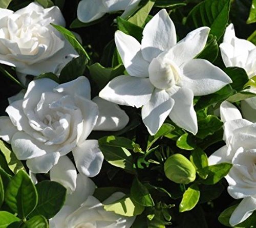 Summer Snow Gardenia Starter Plant 4L S5198