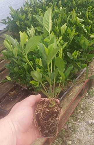 Summer Snow Gardenia Starter Plant 4L S5198