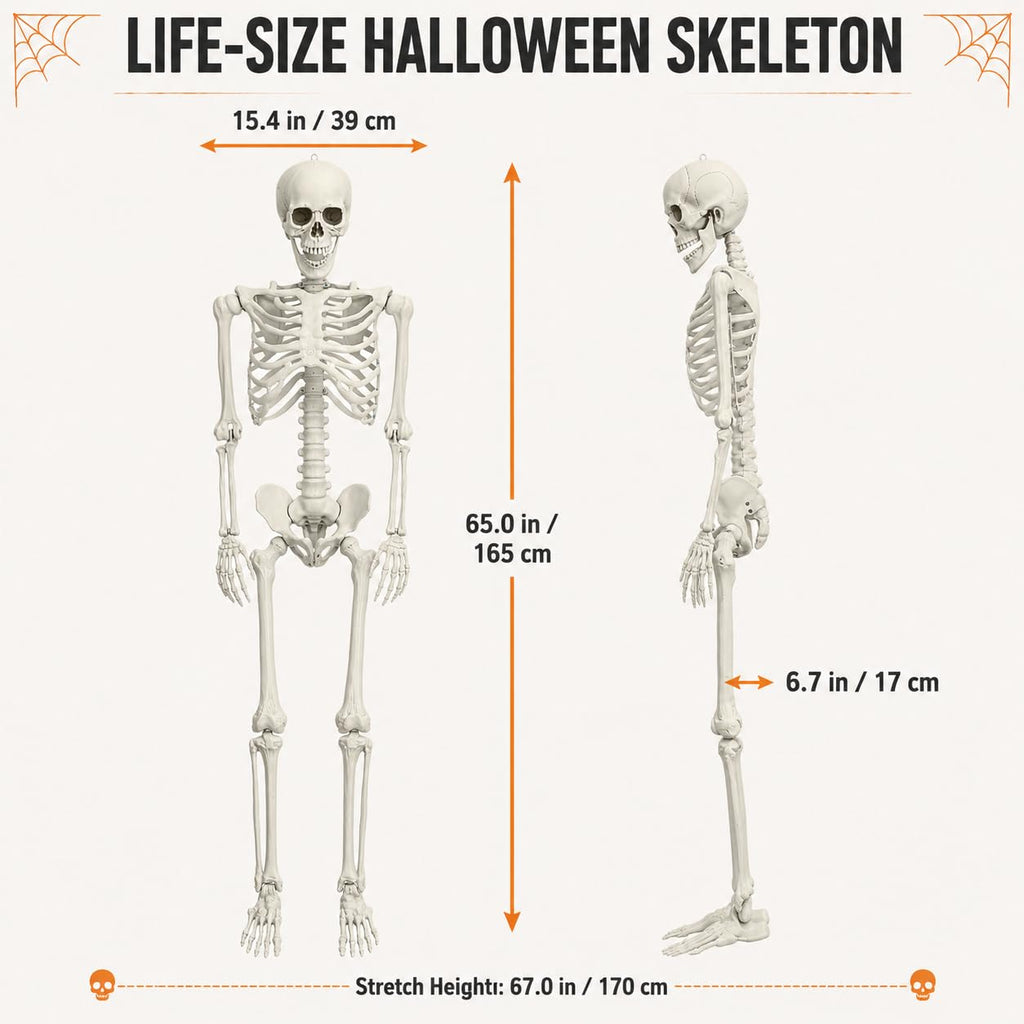 5.4ft/165cm White Posable Life Size Skeleton D91087