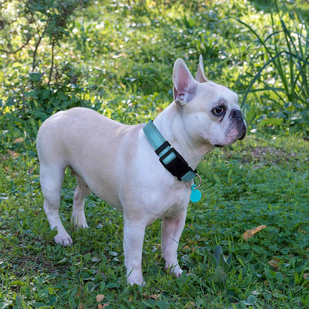 Reflective Padded Dog Collar with Neoprene, Medium, Turquoise O1556