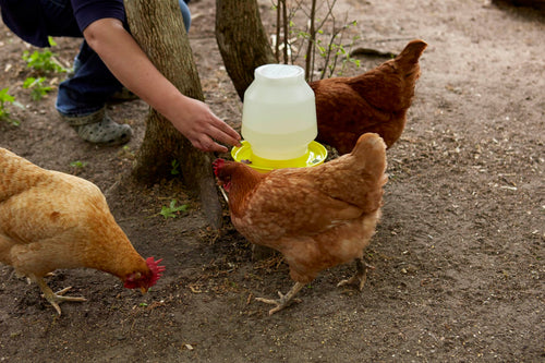 1 Gallon Yellow Plastic Poultry Waterer A352